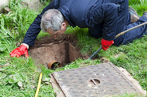 5 Signs That Tree Roots Have Entered Your Plumbing