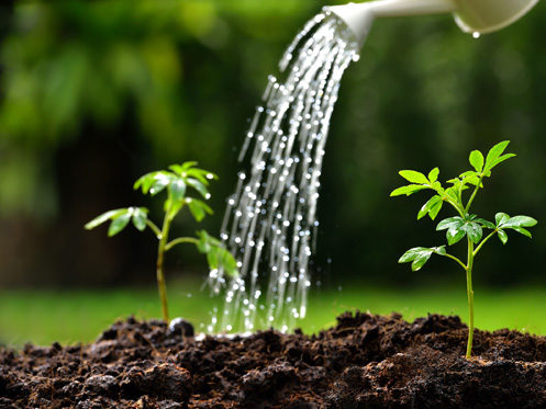 A close-up of two small green seedlings growing in soil while water is poured over them from a white watering can. The background is blurred with shades of green. | High 5 Plumbing, Heating & Cooling